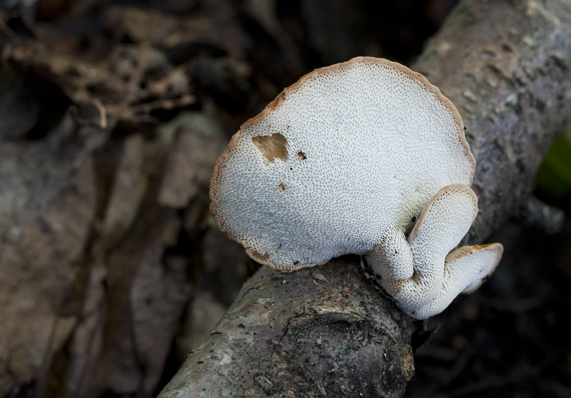 Polyporus varius